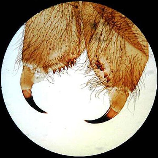 Stereo microscopio compatto multi-obiettivo - immagine 3